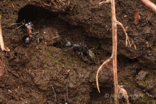 日本弓背蚁(Camponotus japonicus)的实拍照片