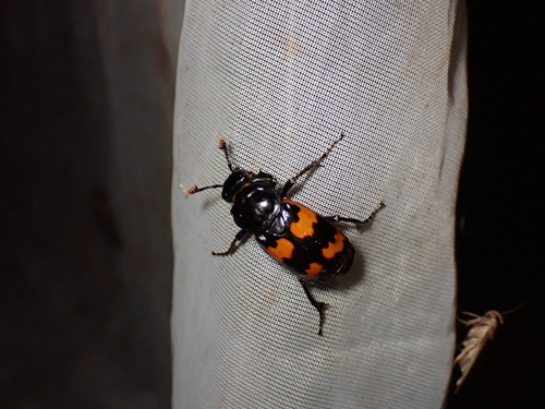 日本埋葬虫(Nicrophorus japonicus)的实拍照片