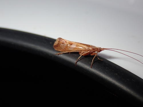 石蛾(Limnephilus sp.)的实拍照片