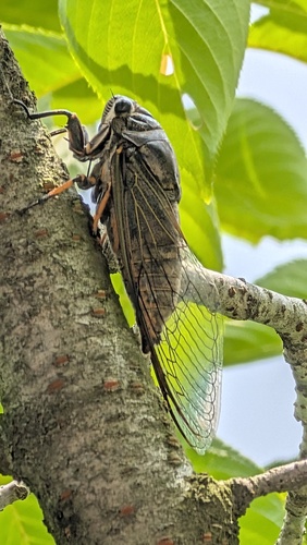 黑蚱蝉(Cryptotympana atrata)的实拍照片