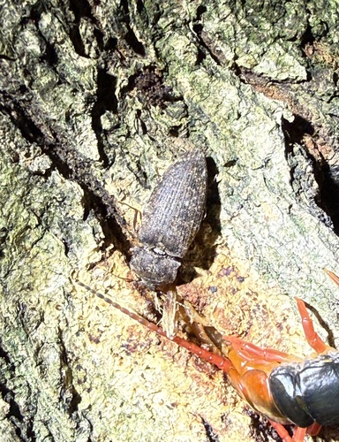 沟叩头虫(Agrypnus binodulus)的实拍照片