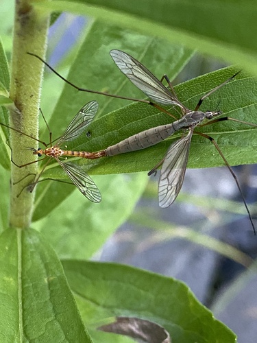 大蚊(Tipula sp.)的实拍照片