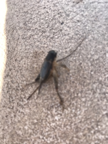 迷卡斗蟋(Velarifictorus micado)的实拍照片