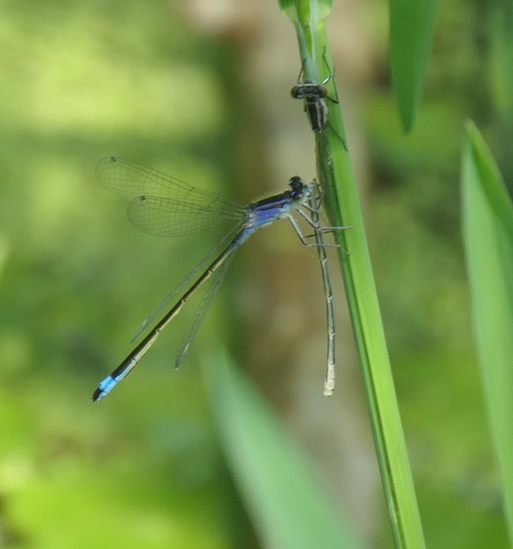 豆娘(Ischnura sp.)的实拍照片