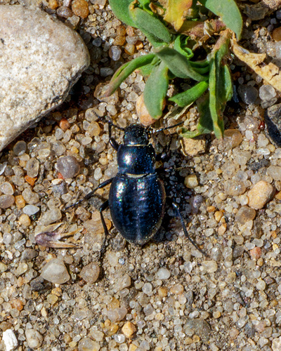 甘肃鳖甲(Anatolica sp.)的实拍照片