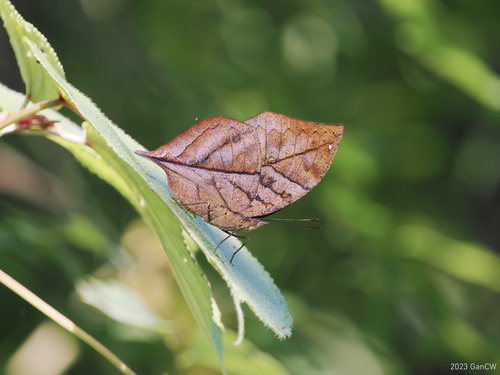 枯叶蛱蝶(Kallima inachus)的实拍照片