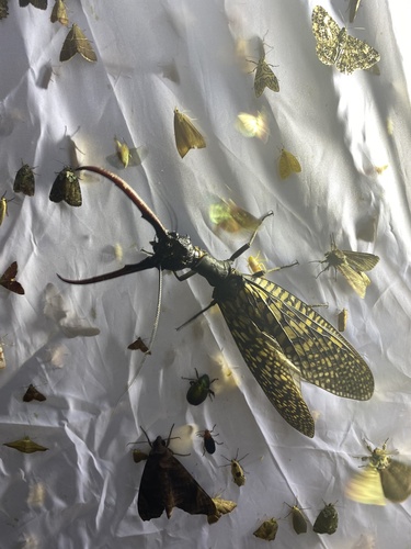 中华齿蛉(Acanthacorydalis sp.)的实拍照片