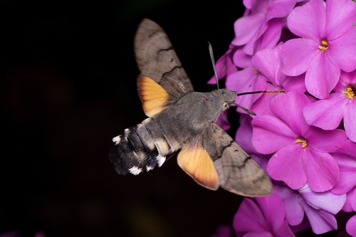 小豆长喙天蛾(Macroglossum stellatarum)的实拍照片