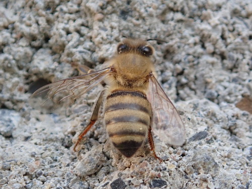 西方蜜蜂(Apis mellifera)的实拍照片