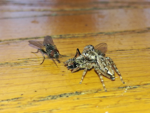 家蝇（Musca domestica）的实拍照片