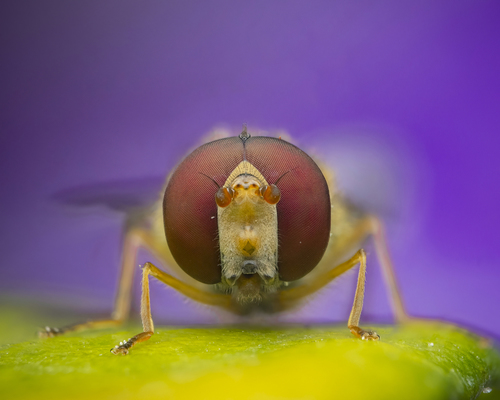 黑带食蚜蝇(Episyrphus balteatus)的实拍照片