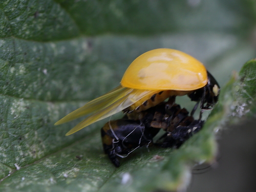 七星瓢虫（Coccinella septempunctata）的实拍照片