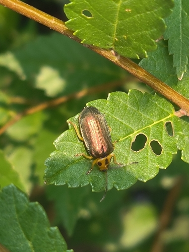 榆蓝叶甲(Pyrrhalta aenescens)的实拍照片