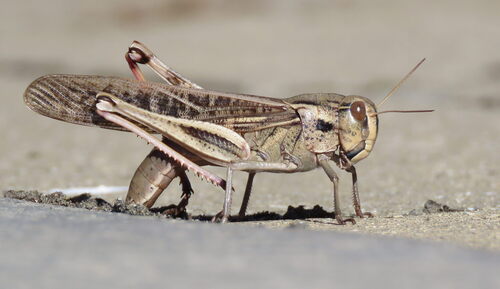 东亚飞蝗(Locusta migratoria)的实拍照片