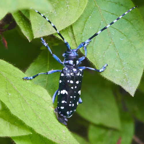 星天牛(Anoplophora chinensis)的实拍照片