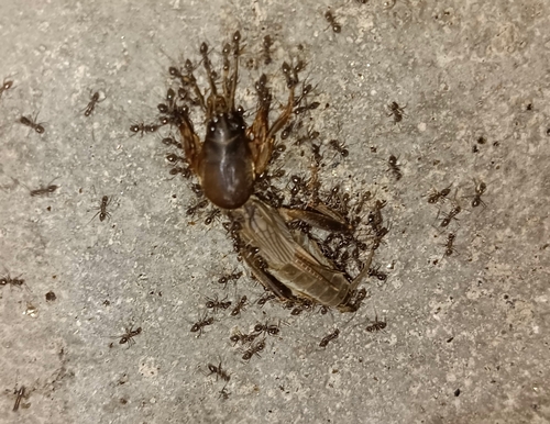 东方蝼蛄(Gryllotalpa orientalis)的实拍照片