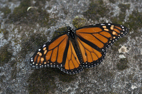 帝王蝶(Danaus plexippus)的实拍照片