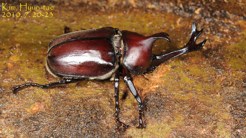 双叉犀金龟（Trypoxylus dichotomus）的实拍照片