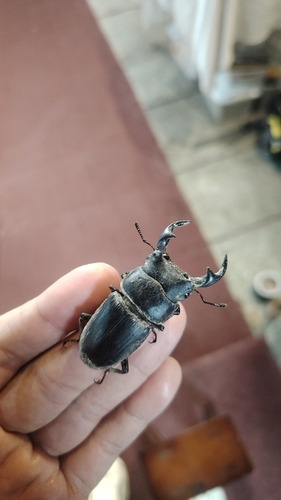 中华大锹甲（Dorcus hopei）的实拍照片