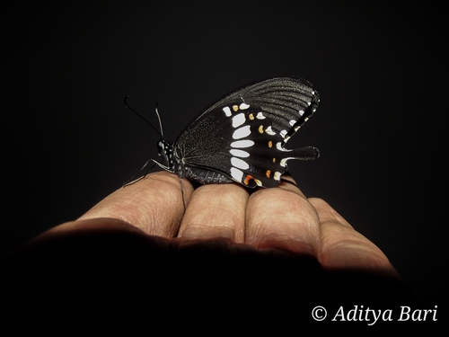 玉带凤蝶(Papilio polytes)的实拍照片
