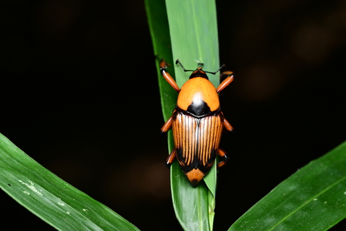 竹象(Cyrtotrachelus buquetii)的实拍照片